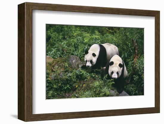 Giant Pandas Walking in Forest-DLILLC-Framed Photographic Print