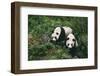 Giant Pandas Walking in Forest-DLILLC-Framed Photographic Print