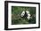 Giant Pandas Walking in Forest-DLILLC-Framed Photographic Print