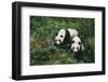 Giant Pandas Walking in Forest-DLILLC-Framed Photographic Print