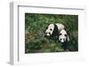 Giant Pandas Walking in Forest-DLILLC-Framed Photographic Print