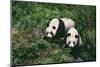 Giant Pandas Walking in Forest-DLILLC-Mounted Photographic Print