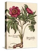 Giant Peony I-Ludwig Van Houtte-Stretched Canvas