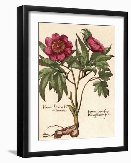 Giant Peony I-Ludwig Van Houtte-Framed Art Print