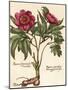 Giant Peony I-Ludwig Van Houtte-Mounted Art Print