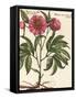 Giant Peony II-Ludwig Van Houtte-Framed Stretched Canvas