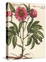 Giant Peony II-Ludwig Van Houtte-Stretched Canvas