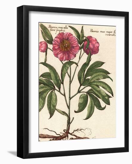 Giant Peony II-Ludwig Van Houtte-Framed Art Print