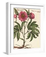 Giant Peony II-Ludwig Van Houtte-Framed Art Print