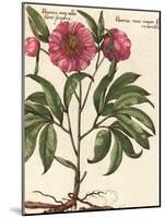 Giant Peony II-Ludwig Van Houtte-Mounted Art Print