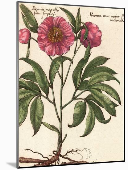 Giant Peony II-Ludwig Van Houtte-Mounted Art Print