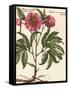 Giant Peony II-Ludwig Van Houtte-Framed Stretched Canvas