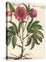 Giant Peony II-Ludwig Van Houtte-Stretched Canvas