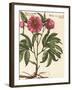 Giant Peony II-Ludwig Van Houtte-Framed Art Print