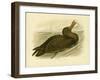 Giant Petrel, 1891-Gracius Broinowski-Framed Giclee Print