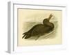 Giant Petrel, 1891-Gracius Broinowski-Framed Giclee Print