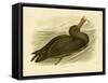 Giant Petrel, 1891-Gracius Broinowski-Framed Stretched Canvas