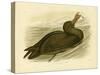 Giant Petrel, 1891-Gracius Broinowski-Stretched Canvas