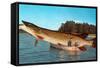 Giant Pike in Boat-null-Framed Stretched Canvas