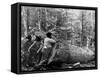 Giant Poplar on the William Sic, West Virginia-null-Framed Stretched Canvas