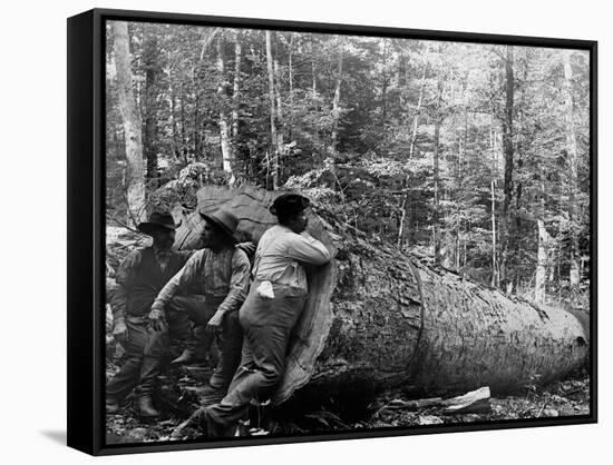 Giant Poplar on the William Sic, West Virginia-null-Framed Stretched Canvas