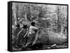 Giant Poplar on the William Sic, West Virginia-null-Framed Stretched Canvas