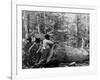 Giant Poplar on the William Sic, West Virginia-null-Framed Photo