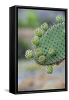 Giant Prickly Pear Cactus, South Plaza Island, Galapagos, Ecuador, South America-G and M Therin-Weise-Framed Stretched Canvas