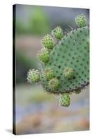 Giant Prickly Pear Cactus, South Plaza Island, Galapagos, Ecuador, South America-G and M Therin-Weise-Stretched Canvas
