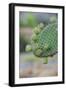 Giant Prickly Pear Cactus, South Plaza Island, Galapagos, Ecuador, South America-G and M Therin-Weise-Framed Photographic Print