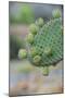 Giant Prickly Pear Cactus, South Plaza Island, Galapagos, Ecuador, South America-G and M Therin-Weise-Mounted Photographic Print