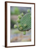 Giant Prickly Pear Cactus, South Plaza Island, Galapagos, Ecuador, South America-G and M Therin-Weise-Framed Photographic Print