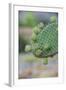 Giant Prickly Pear Cactus, South Plaza Island, Galapagos, Ecuador, South America-G and M Therin-Weise-Framed Photographic Print