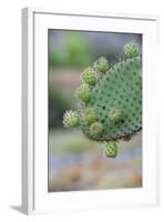 Giant Prickly Pear Cactus, South Plaza Island, Galapagos, Ecuador, South America-G and M Therin-Weise-Framed Photographic Print