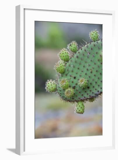 Giant Prickly Pear Cactus, South Plaza Island, Galapagos, Ecuador, South America-G and M Therin-Weise-Framed Photographic Print