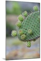 Giant Prickly Pear Cactus, South Plaza Island, Galapagos, Ecuador, South America-G and M Therin-Weise-Mounted Photographic Print