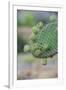 Giant Prickly Pear Cactus, South Plaza Island, Galapagos, Ecuador, South America-G and M Therin-Weise-Framed Photographic Print