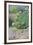 Giant Prickly Pear Cactus, South Plaza Island, Galapagos, Ecuador, South America-G and M Therin-Weise-Framed Photographic Print