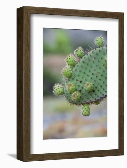 Giant Prickly Pear Cactus, South Plaza Island, Galapagos, Ecuador, South America-G and M Therin-Weise-Framed Photographic Print