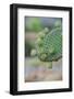 Giant Prickly Pear Cactus, South Plaza Island, Galapagos, Ecuador, South America-G and M Therin-Weise-Framed Photographic Print