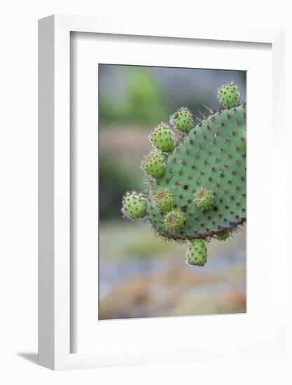 Giant Prickly Pear Cactus, South Plaza Island, Galapagos, Ecuador, South America-G and M Therin-Weise-Framed Photographic Print