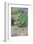 Giant Prickly Pear Cactus, South Plaza Island, Galapagos, Ecuador, South America-G and M Therin-Weise-Framed Photographic Print