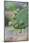 Giant Prickly Pear Cactus, South Plaza Island, Galapagos, Ecuador, South America-G and M Therin-Weise-Mounted Photographic Print