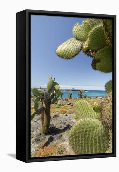 Giant Prickly Pear Cactus, South Plaza Island, Galapagos, Ecuador-Cindy Miller Hopkins-Framed Stretched Canvas