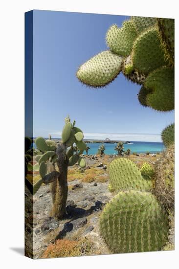 Giant Prickly Pear Cactus, South Plaza Island, Galapagos, Ecuador-Cindy Miller Hopkins-Stretched Canvas