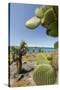 Giant Prickly Pear Cactus, South Plaza Island, Galapagos, Ecuador-Cindy Miller Hopkins-Stretched Canvas