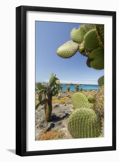 Giant Prickly Pear Cactus, South Plaza Island, Galapagos, Ecuador-Cindy Miller Hopkins-Framed Premium Photographic Print