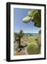 Giant Prickly Pear Cactus, South Plaza Island, Galapagos, Ecuador-Cindy Miller Hopkins-Framed Premium Photographic Print