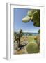 Giant Prickly Pear Cactus, South Plaza Island, Galapagos, Ecuador-Cindy Miller Hopkins-Framed Premium Photographic Print