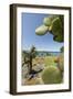Giant Prickly Pear Cactus, South Plaza Island, Galapagos, Ecuador-Cindy Miller Hopkins-Framed Photographic Print